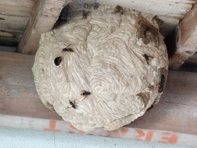 Nid détruit à Sérent en 2015