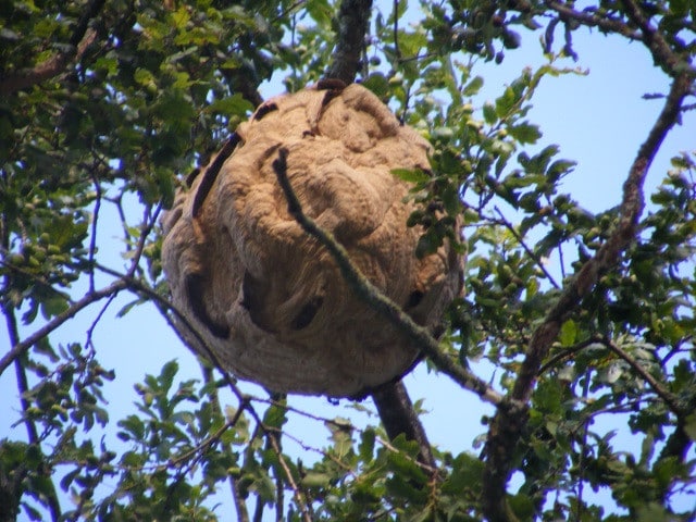Nid détruit à Sérent en 2015