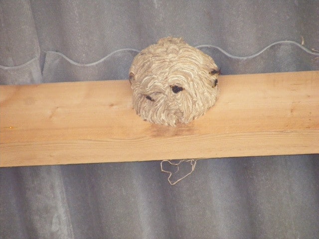 Nid détruit à Sérent en 2015